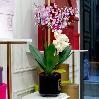 Buchi "ORCHIDS & BLACK" - Image 3
