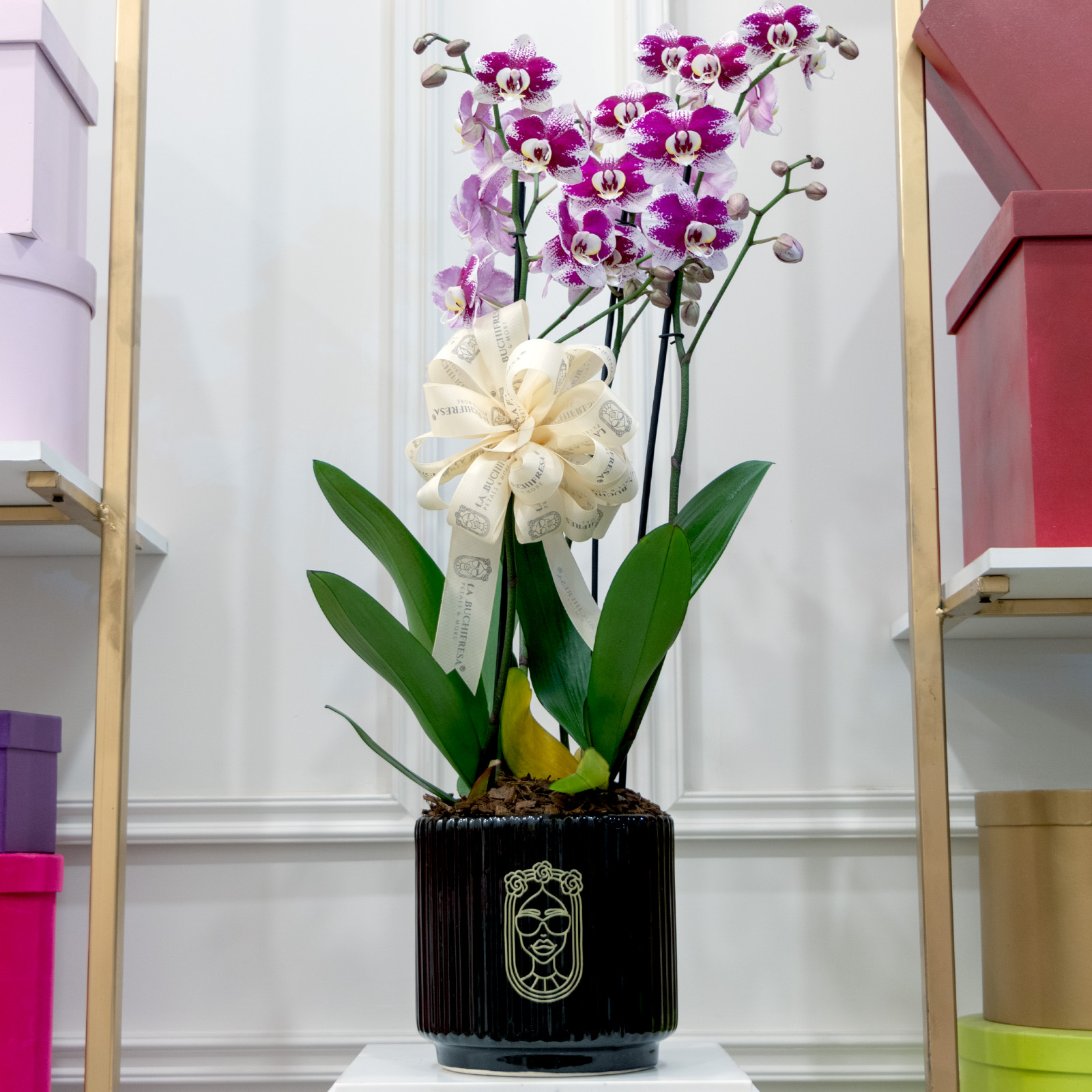 Arreglo de 4 plantas de orquidea phalaenopsis morado con blanco sobre base de ceramica negra rayada con liston