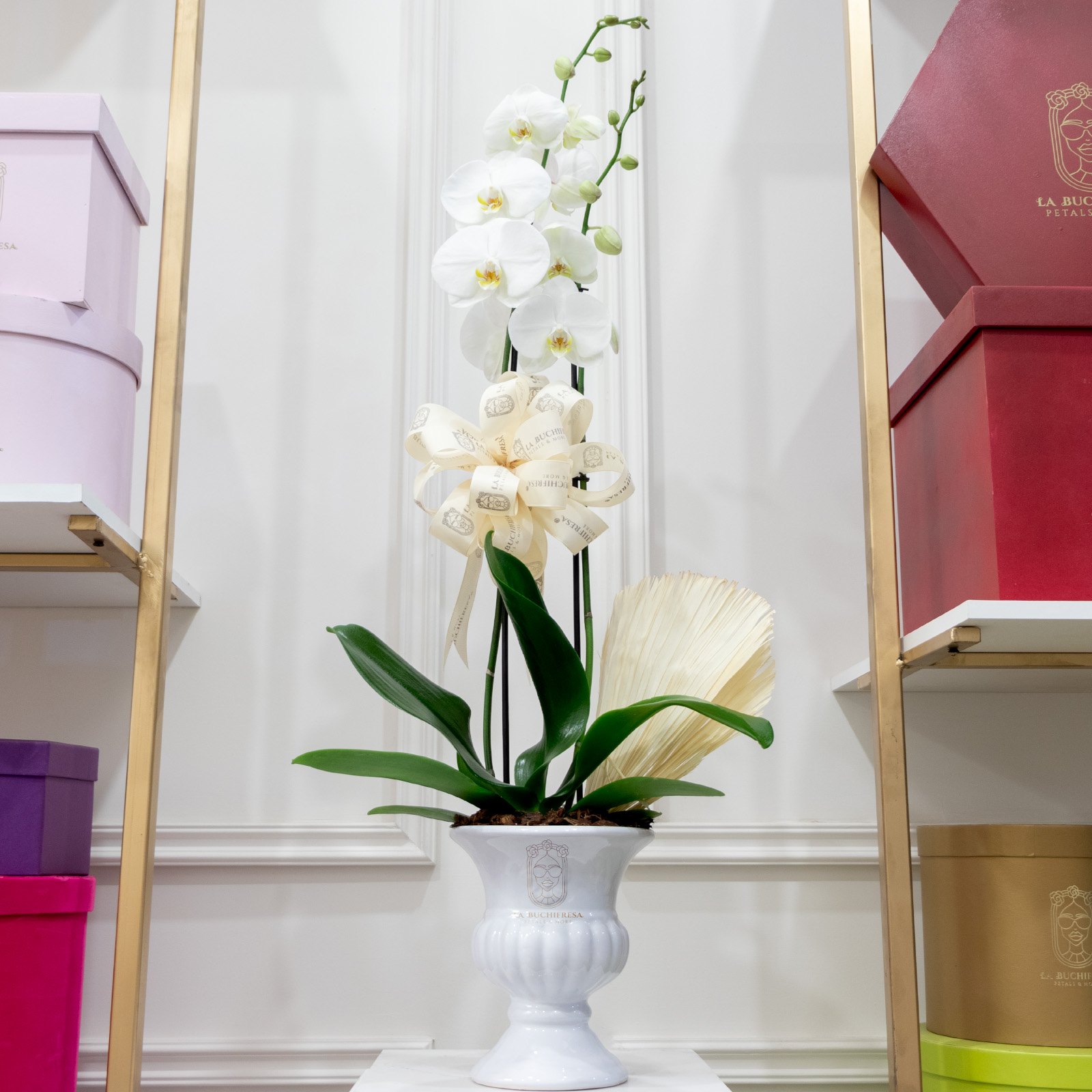 Arreglo en forma de maceta de orquideas phalaenopsis en copa de ceramica blanca