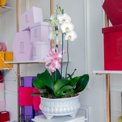 Buchi "ORCHIDS IN MUG" - Image 2