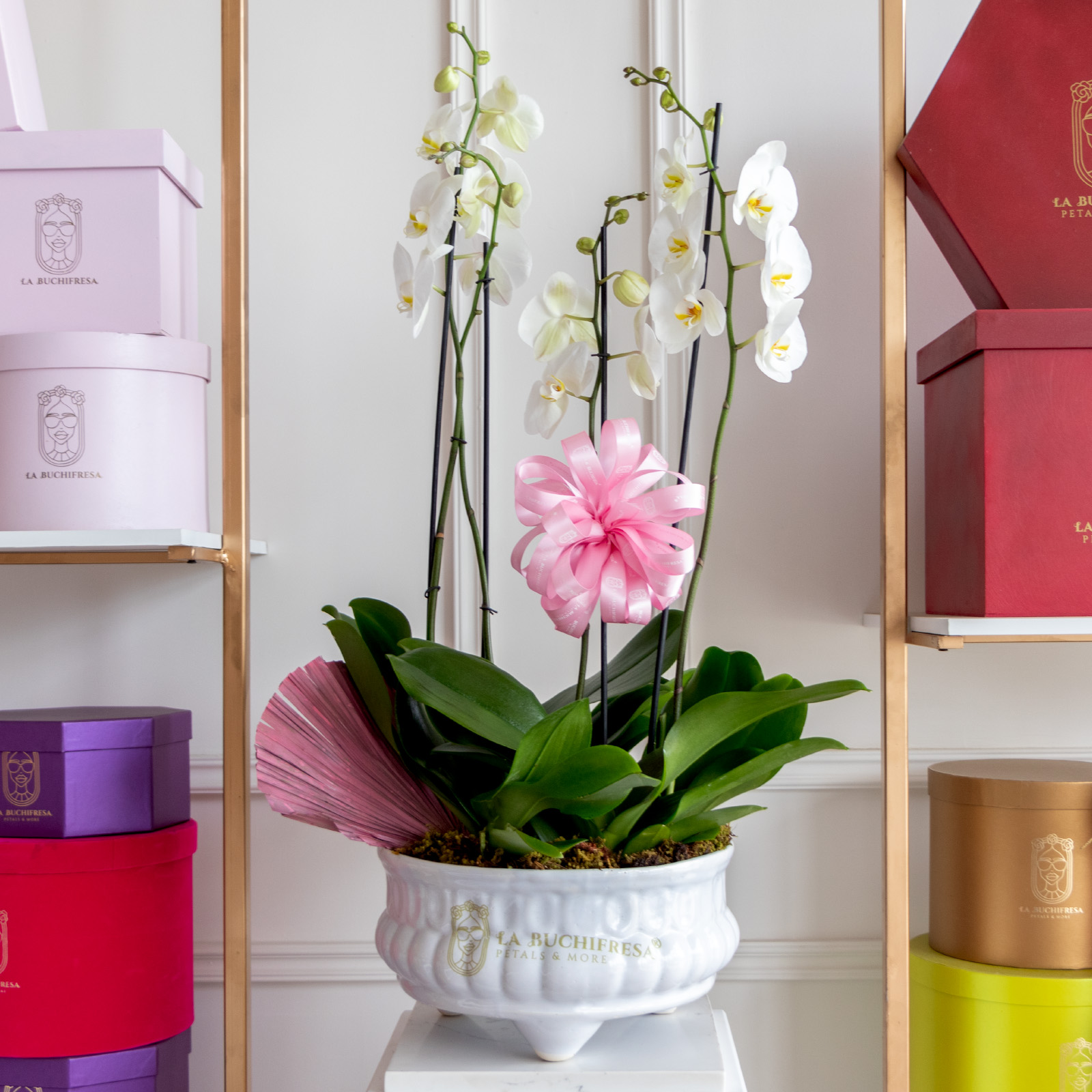 Arreglo de 5 varitas de orquideas phalaenopsis blancas con musgo y un moño sobre base de ceramica blanca