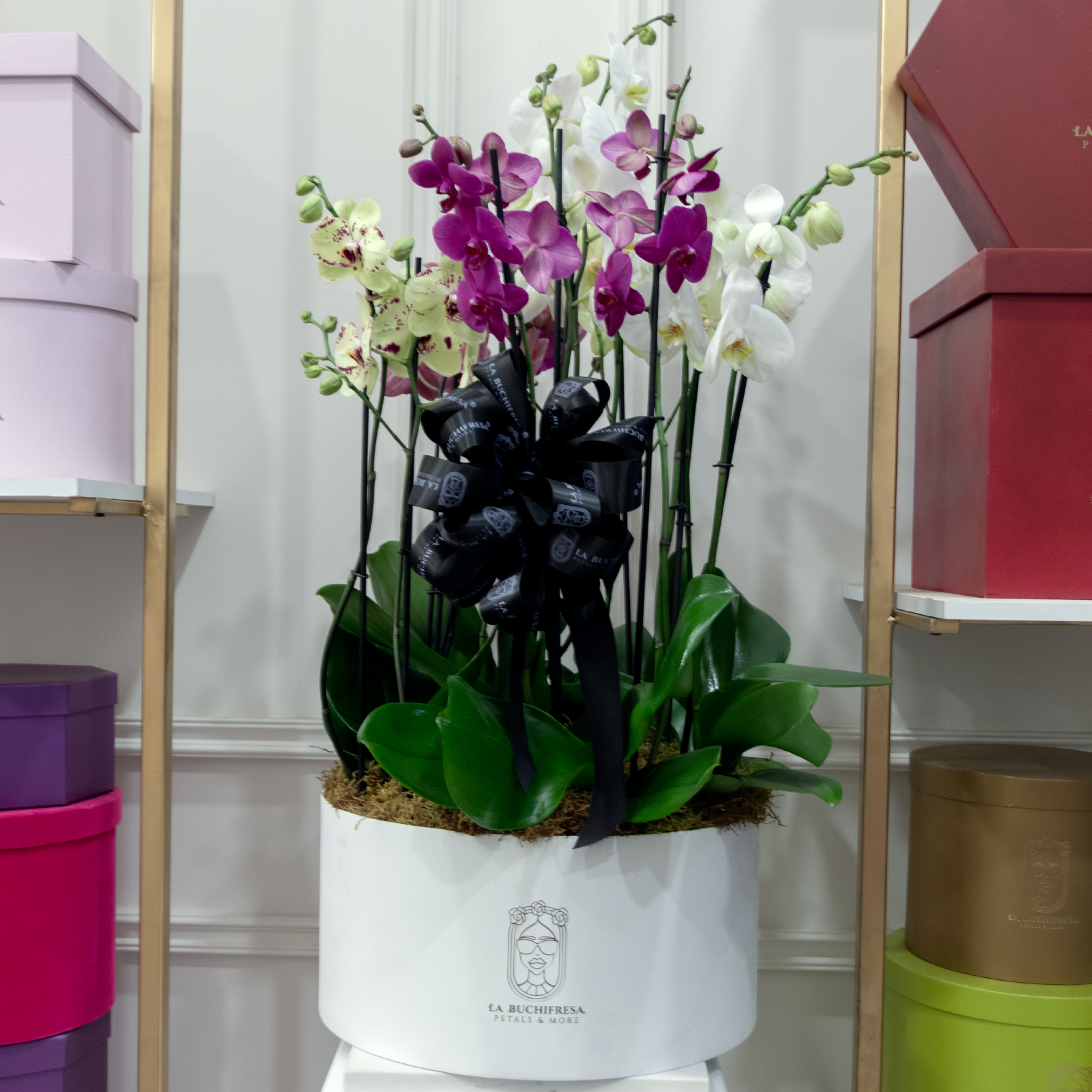 Arreglo de 10 orquideas phalaenopsis en medium round white box