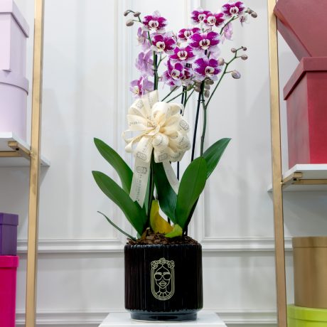 Arreglo de 4 plantas de orquidea phalaenopsis morado con blanco sobre base de ceramica negra rayada con liston