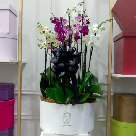 Arreglo de 10 orquideas phalaenopsis en medium round white box